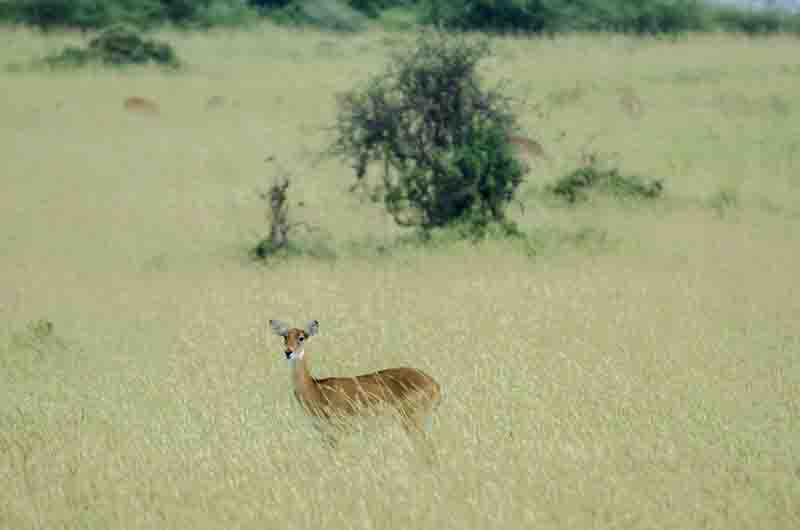 Antílope Dik Dik - parque nacional de las cataratas Murchison - Uganda 1.jpg